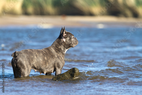 French bulldog stands in the water looking into the distance