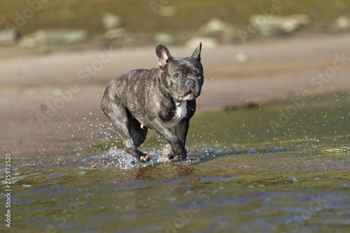 French bulldog in blue playing around on the beach waterline having fun © macgyverhh