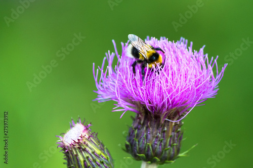 bumblebee on flower on green background 