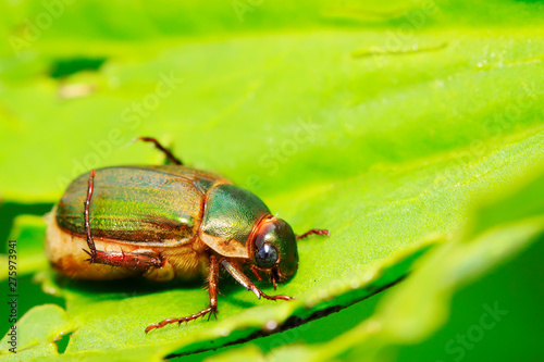 Beetle on plant