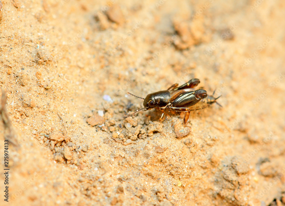 pygmy sand cricket on plant