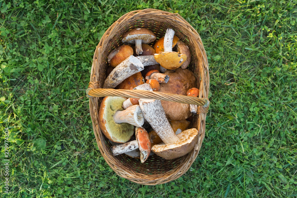 Fresh edible mushrooms in a basket, top view