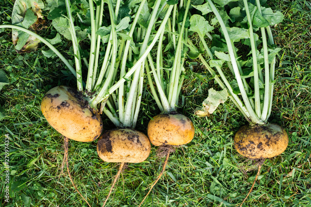 Bunch of unwashed fresh turnips, top view Bunch of unwashed fresh turnips, top view