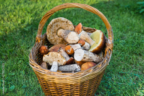 Freshly harvested edible mushrooms in a basket