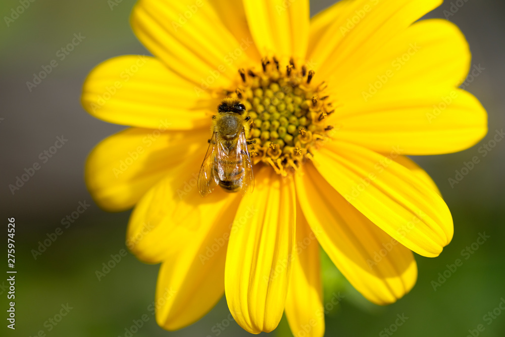 Honey bee eating on yellow flower pollen stamen over green blurred background Honey bee eating on yellow flower pollen stamen over green blurred background