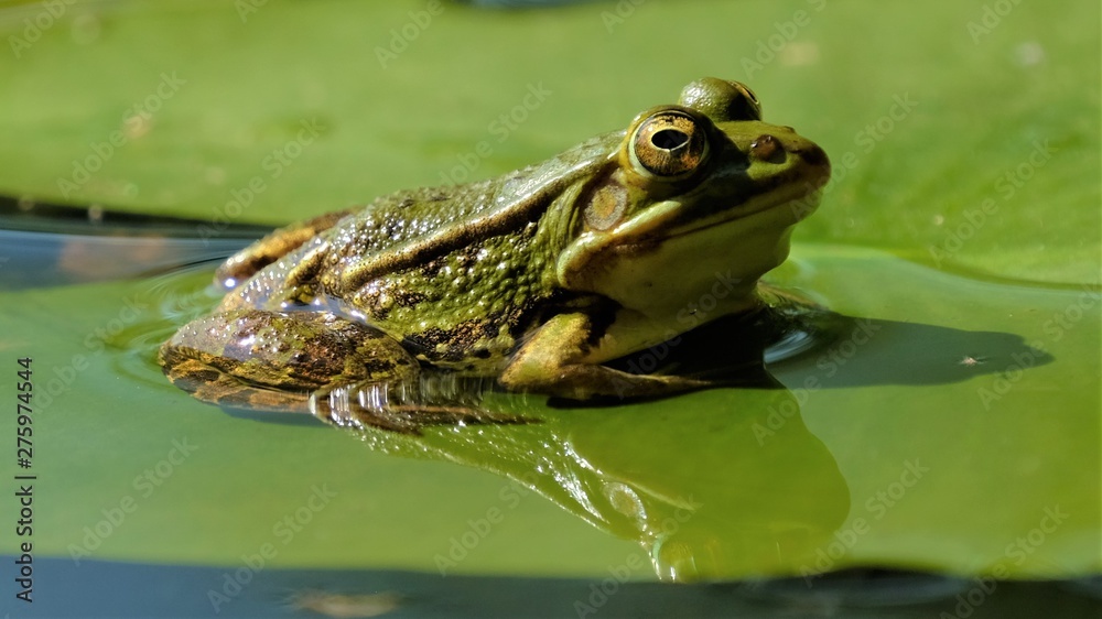 Obraz premium Frosch