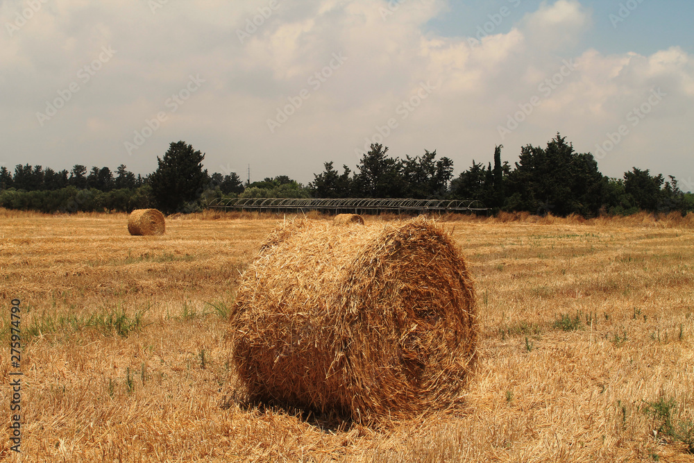 Agricultural field with straw bales