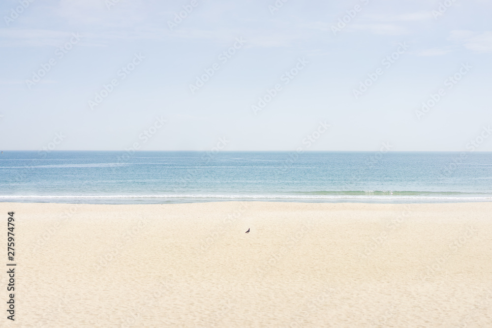A lonely little bird on the beach in sunny day with blue sea with copy space
