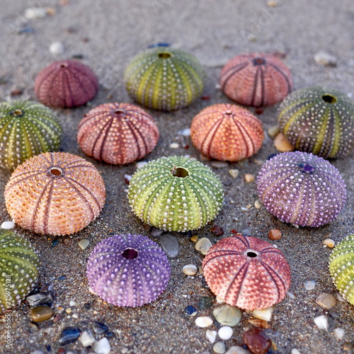 collection of colorful sea urchin shells on wet sand beach