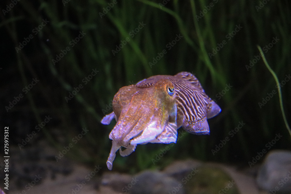 Bright Cuttlefish swimming in their habitat Bright Cuttlefish swimming in their habitat