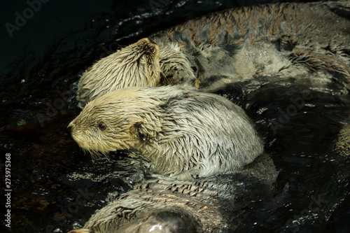 Couple of wild Sea otter in the Alasca photo