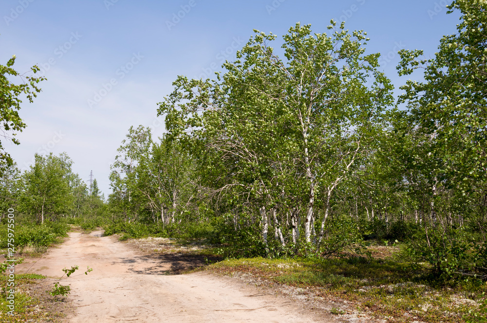 Green birch trees witn black and white trunk in summer forest. Grove. Landscape Green birch trees witn black and white trunk in summer forest. Grove. Landscape
