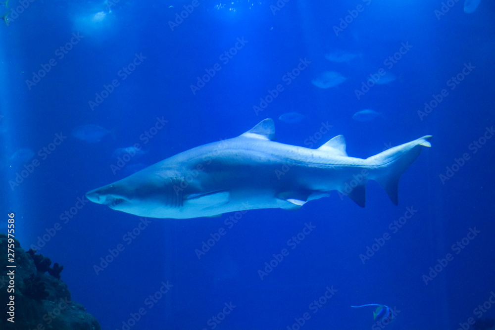 Shark posing in the deep blue water