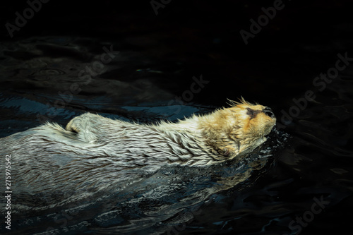 Wild Sea otter swiming in the ocean