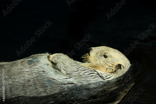 Wild Sea otter swiming in the ocean © nvphoto
