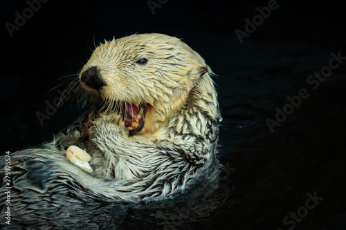 Sea otter eating fish in the Alasca © nvphoto