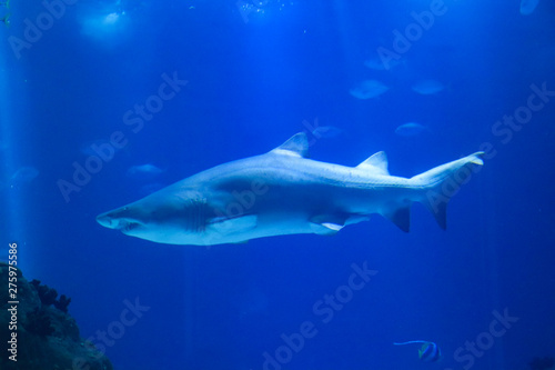 Shark posing in the deep blue water