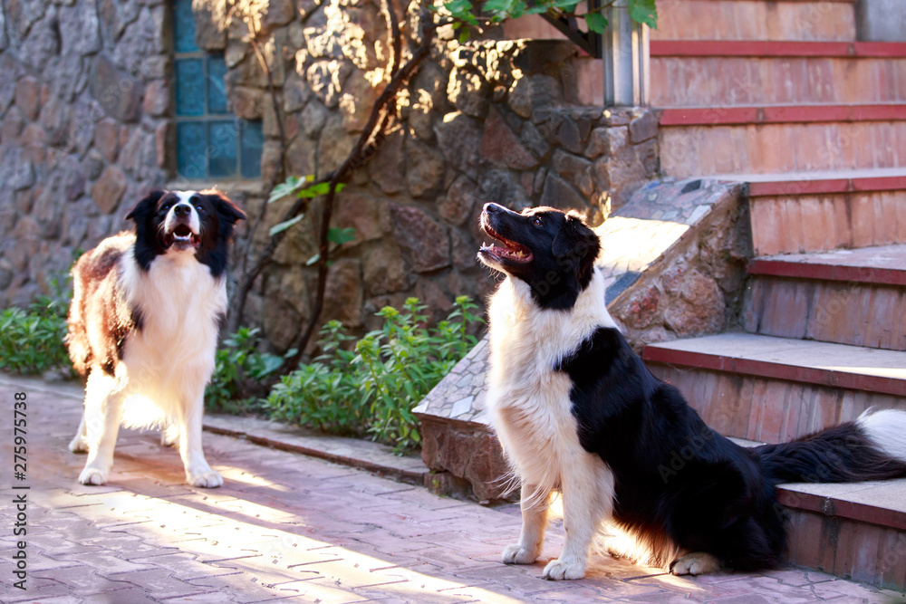 Two dog breed Border Collie