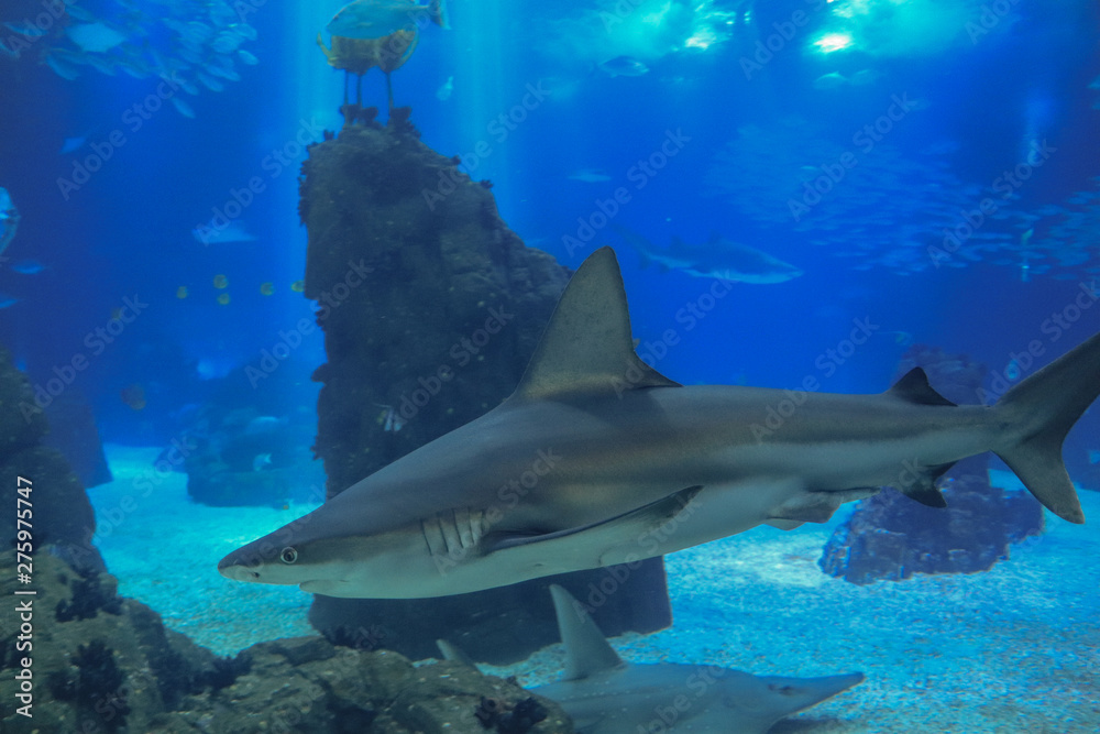 Fototapeta premium Shark posing in the deep blue water