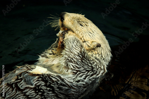 Sea otter eating fish in the Alasca © nvphoto