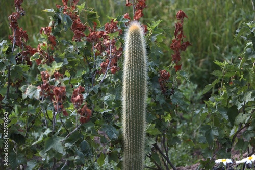 green cactus in the bushes
