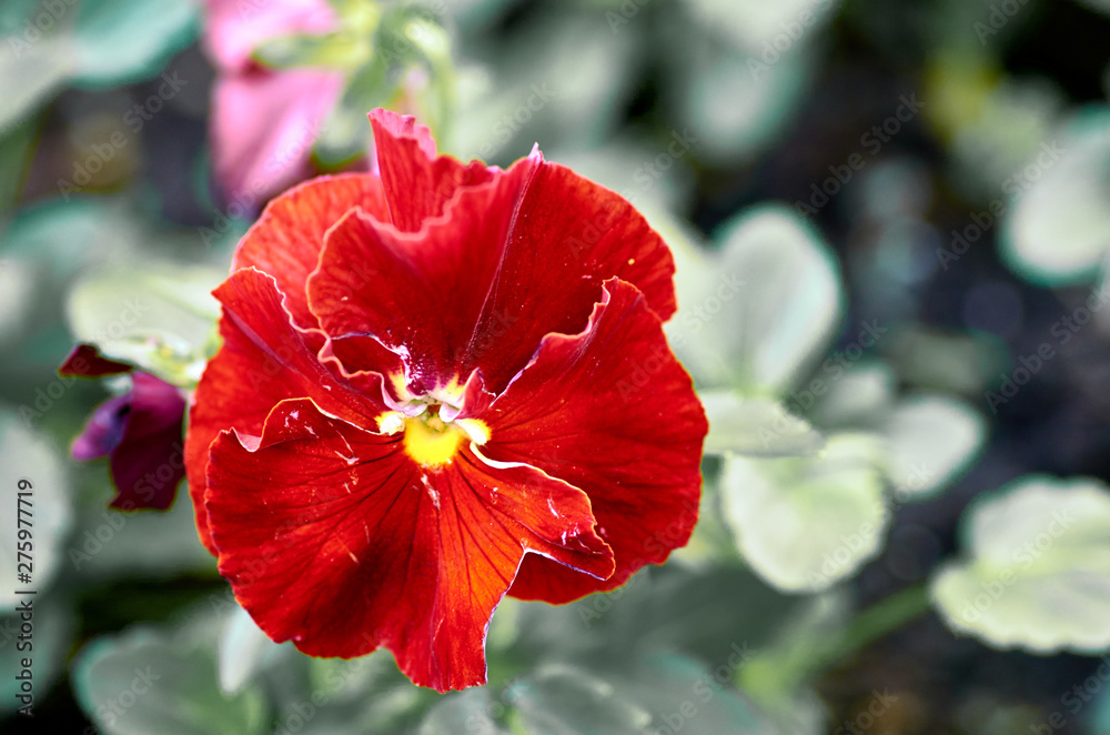 Pansy Pansy