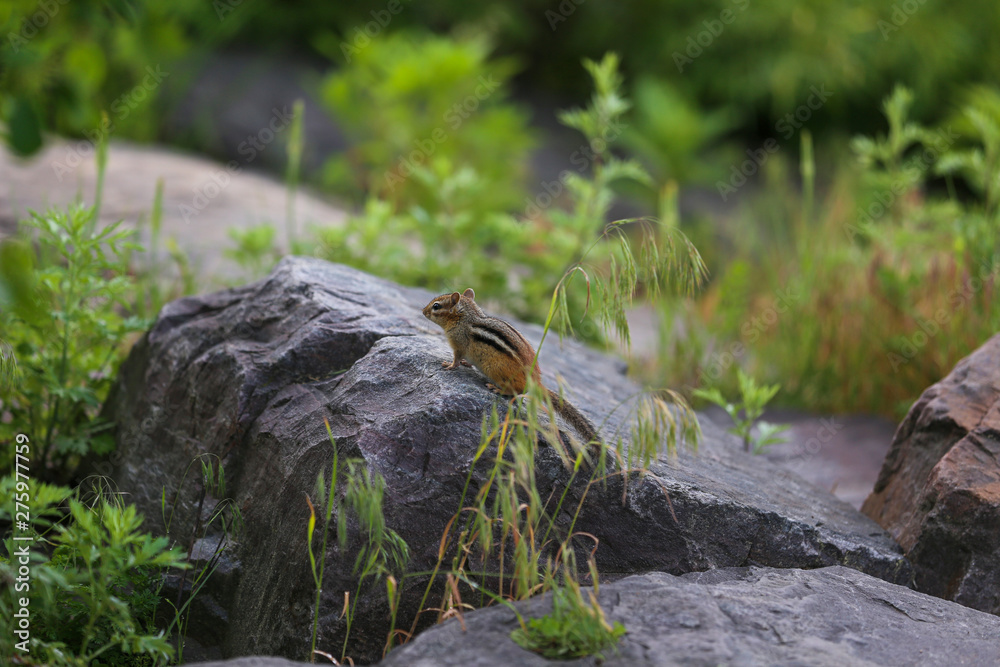 Chipmunk