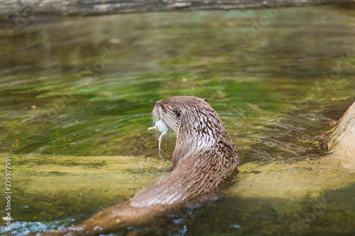 Rear view of a funny wet otter holds a mouse and swims into a secluded place. Concept of life of predatory animals and the food chain in the ecological system. Animal protection concepts.