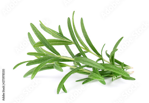 Sprig of fresh rosemary isolated on white background. Rosemary branch.