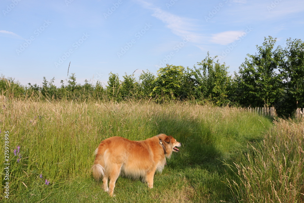 Dog in the field