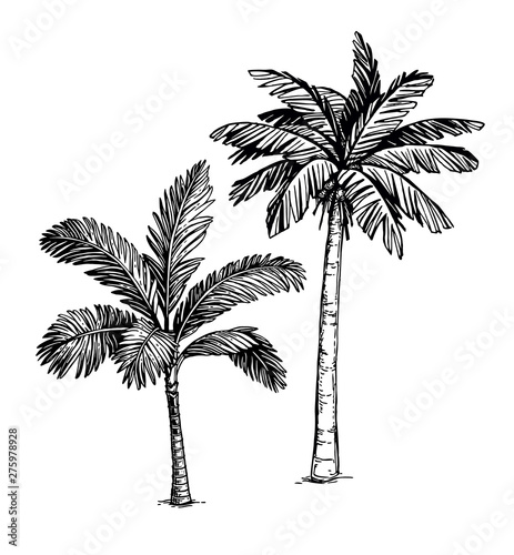 Ink sketch of palm trees.