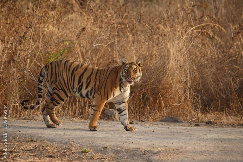 Obraz premium tiger in south africa