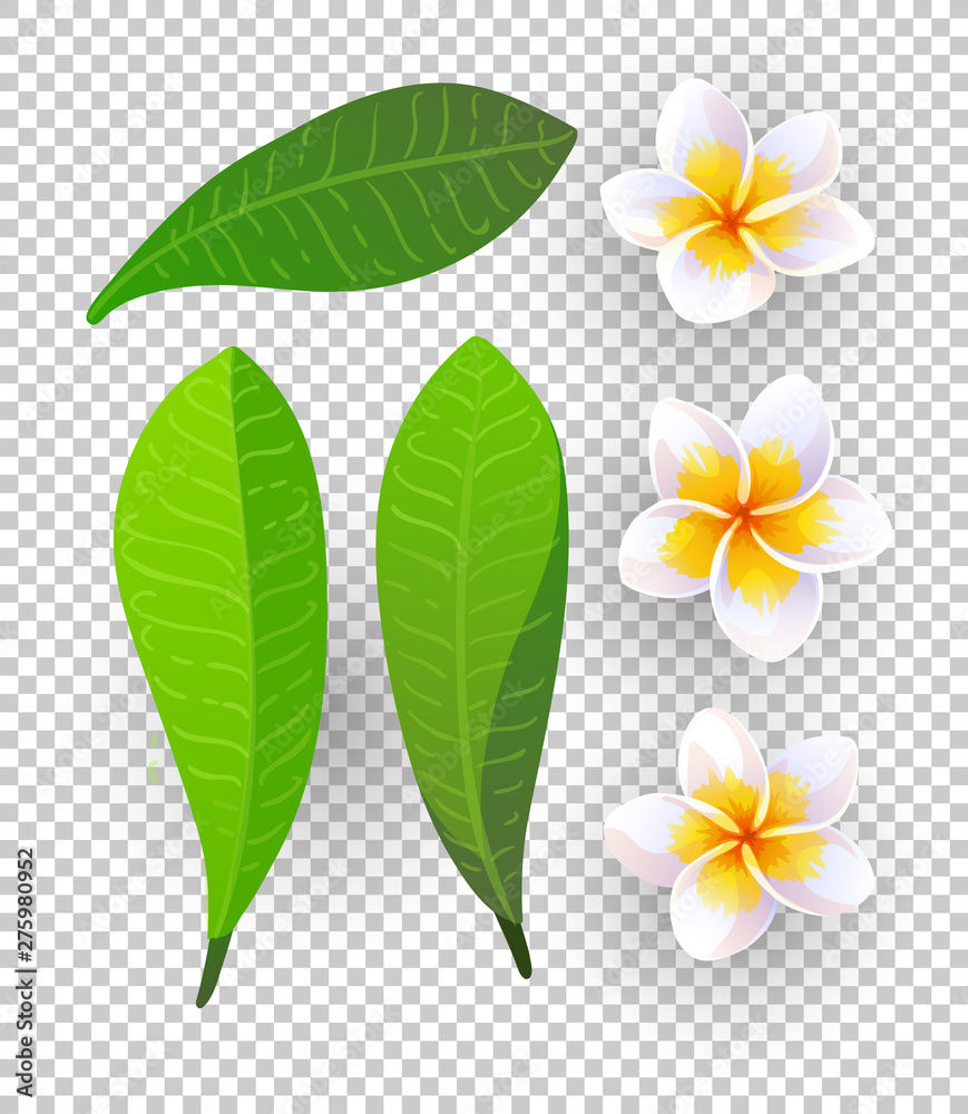 Fototapeta premium Vector illustration of plumeria flowers