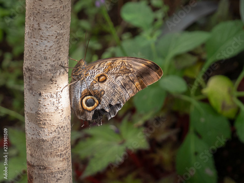 Blue morpho butterfly with closed wings on a tree