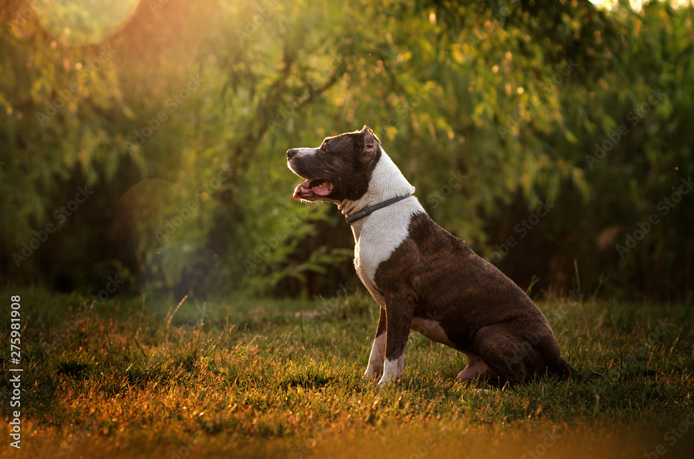 american staffordshire terrier dog beautiful portrait sitting on green grass dawn beautiful light