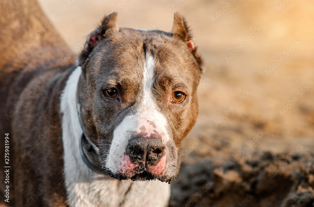 american staffordshire terrier dog cool portrait 