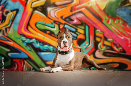 Fototapeta Naklejka Na Ścianę i Meble -  american staffordshire terrier dog cool portrait on a bright background multicolored graffiti