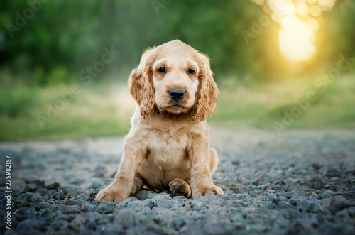 american cocker spaniel red puppy very cute eyes beautiful portrait at sunset