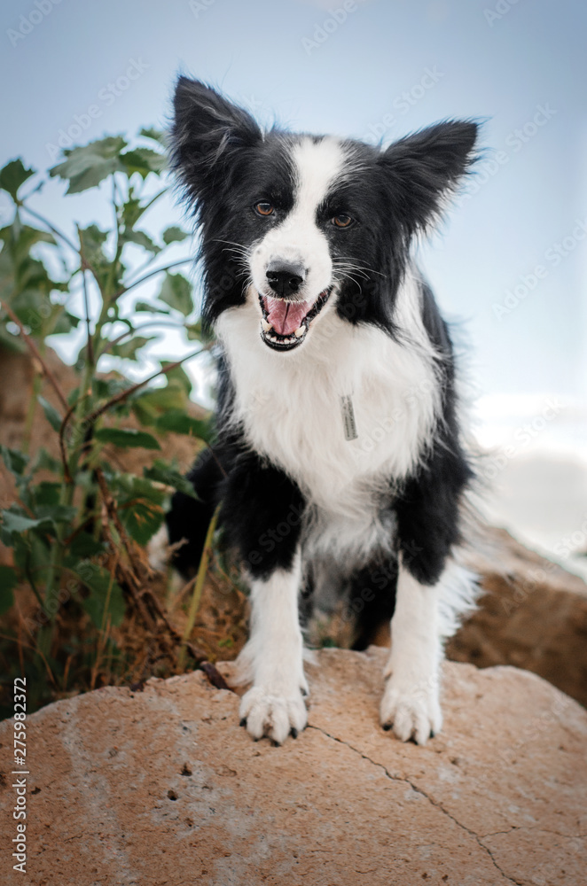 border collie dog cute funny portrait at sunset in magical lights
