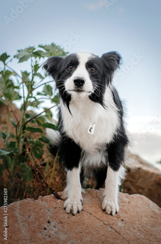 border collie dog cute funny portrait at sunset in magical lights © Kate
