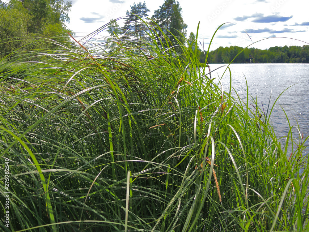 Fototapeta premium Thick tall green grass grows in water near the shore of a large lake