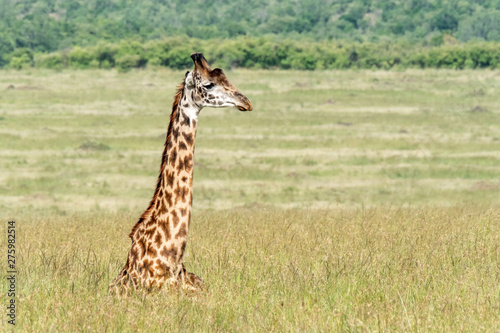 Giraffe resting in the long grass of the Masai Mara