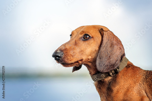 dachshund red dog beautiful portrait near the river bright background