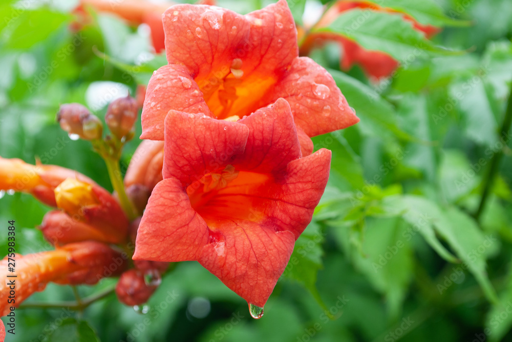 flower campsis in raindrops. summer in the garden flower campsis in raindrops. summer in the garden