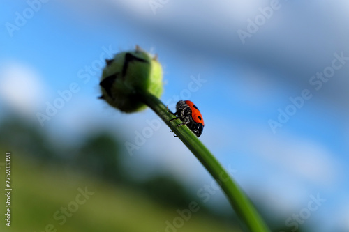 Mairenkäfer klettert auf Pflanzenstiel - Stockfoto