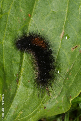 Parasemia plantaginis (LINNAEUS, 1758) Wegerichbär, Raupe 27.08.2011 DE, NRW, Wuppertal-Beyenburg,e.o. photo