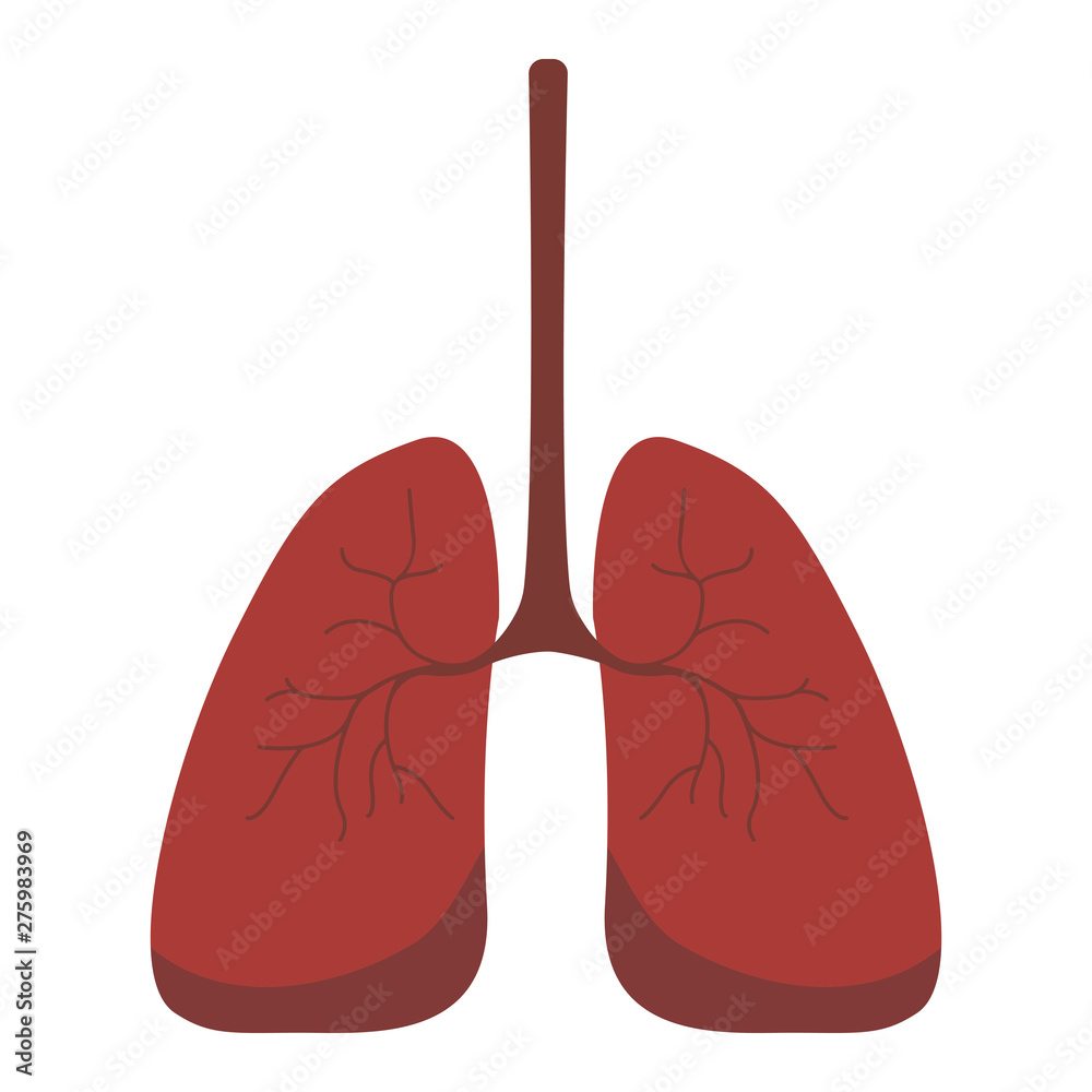 Lungs icon, flat style. Internal organs of the human design element, logo. Anatomy, medicine concept. Healthcare. Isolated on white background. Vector illustration Lungs icon, flat style. Internal organs of the human design element, logo. Anatomy, medicine concept. Healthcare. Isolated on white background. Vector illustration