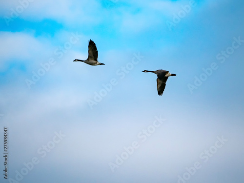 A pair of Canada geese in flight