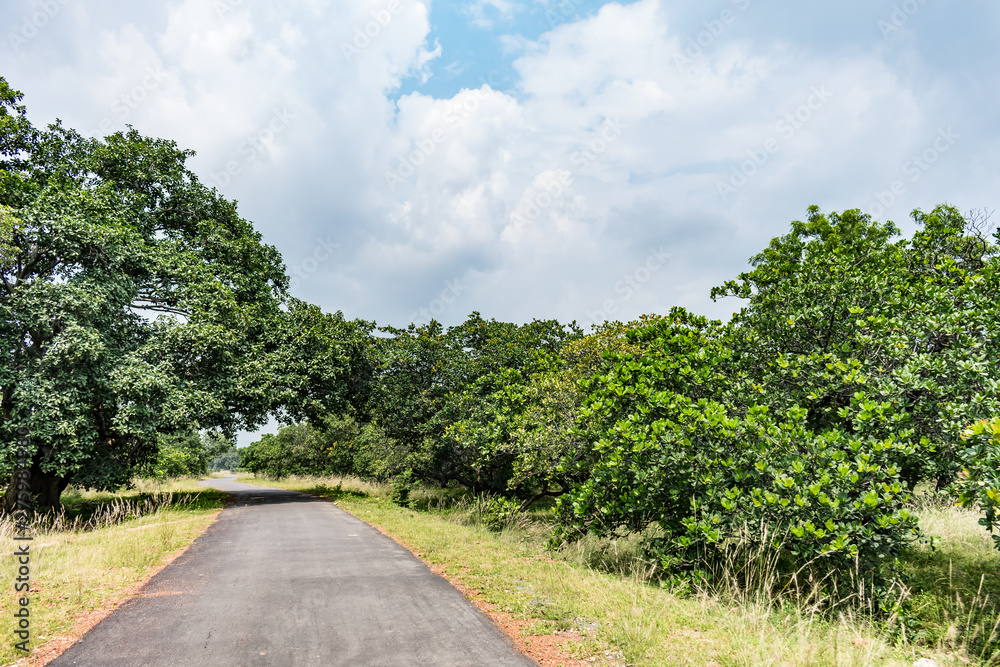 rural village road with cashew trees plantation in both side. rural village road with cashew trees plantation in both side.