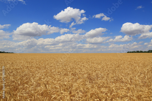 grain wheat field under blue sky